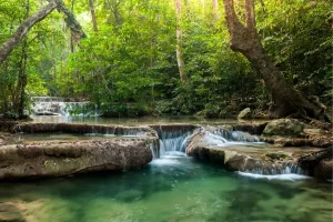 Como Explorar Florestas Tropicais sem Impacto Ambiental